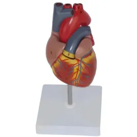 model-anatomiczny-serca-czlowieka-resteq-1-1-rozbieralny-edukacyj-do-nauki