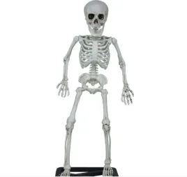 szkielet-stojacy-55-cm