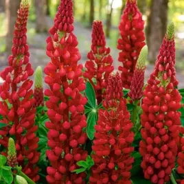 lupinus-lubin-trwaly-gallery-red-1-szt-doniczka-p9