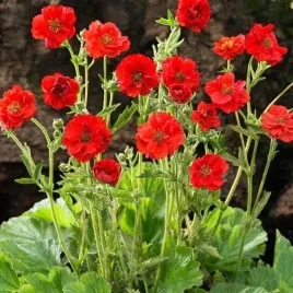 geum-kuklik-chilijski-mrs-bradshaw-1-szt-doniczka-p9
