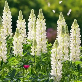 lupinus-lubin-trwaly-noble-maiden-1-szt-doniczka-p9