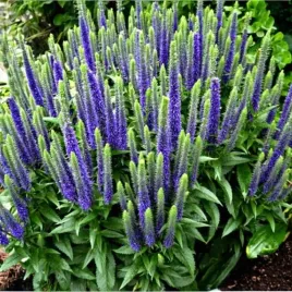 veronica-przetacznik-ulster-dwarf-blue-1-szt-doniczka-p9