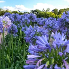 agapanthus-africanus-agapant-1-szt-doniczka-p9