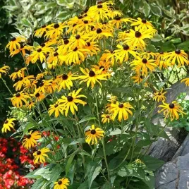 rudbeckia-rudbekia-goldsturm-1-szt-doniczka-p9