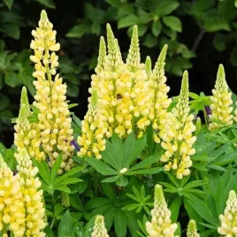 lupinus-lubin-trwaly-chandelier-1-szt-doniczka-p9