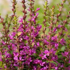 lythrum-krwawnica-pospolita-robin-1-szt-doniczka-c2