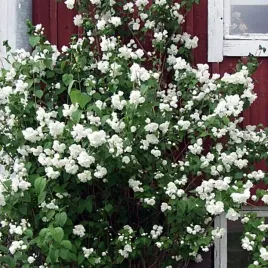jasminowiec-philadelphus-mont-blanc-1-szt-doniczka-p9
