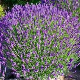lavendula-angustifolia-lawenda-hidcote-1-szt-doniczka-p9