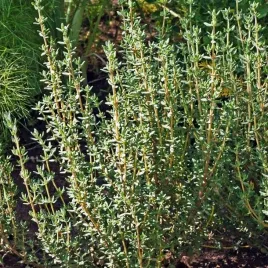 thymus-tymianek-pospolity-deutsche-winter-1-szt-doniczka-p9