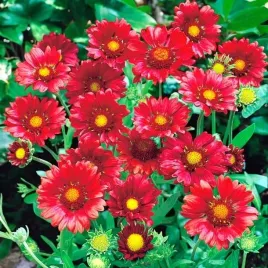 gailardia-aristata-oscista-burgunder-1-szt-doniczka-p9
