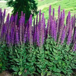 salvia-szalwia-omszona-ostfriesland-1-szt-doniczka-p9