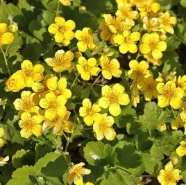 pragnia-syberyjska-waldsteinia-ternata-1-szt-doniczka-p9