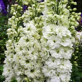 delphinium-belladonna-ostrozka-casablanca-1-szt-doniczka-p9