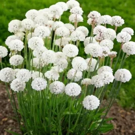 armeria-zawciag-nadmorski-alba-1-szt-doniczka-p9