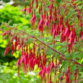 fuchsia-fuksja-magellanska-gracilis-1-szt-doniczka-p9