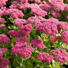 sedum-rozchodnik-herbstfreude-1-szt-doniczka-p9