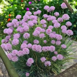 czosnek-szczypiorek-allium-schoenoprasum-1-szt-doniczka-p9