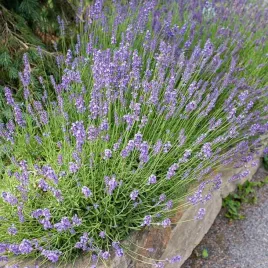 lavendula-lawenda-munstead-1-szt-doniczka-p9