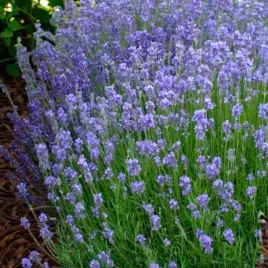 lavendula-lawenda-dwarf-blue-1-szt-doniczka-p9-odstrasza-komary-i-kleszcze