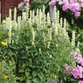 agastache-klosowiec-alabaster-1-szt-doniczka-p9
