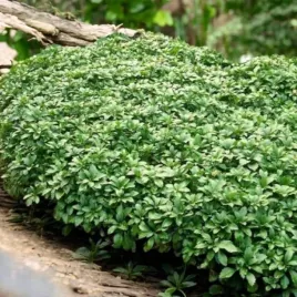 runianka-japonska-green-carpet-1-szt-doniczka-p9