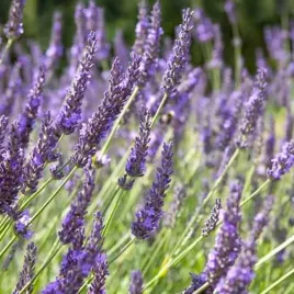 lavendula-lawenda-dwarf-blue-1-szt-doniczka-p9-odstrasza-komary-i-kleszcze