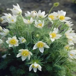 pulsatilla-sasanka-zwyczajna-alba-1-szt-doniczka-p9
