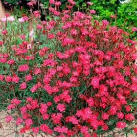 dianthus-deltoides-gozdzik-brilliant-p9-1-szt