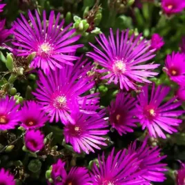 delosperma-slonecznica-coopera-1-szt-doniczka-p9