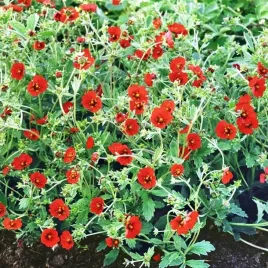 potentilla-pieciornik-krwisty-1-szt-doniczka-p9
