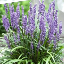 liriope-muscari-big-blue-1-szt-doniczka-p9