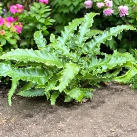 jezycznik-paproc-asplenium-angustifolium-1-szt-doniczka-p9