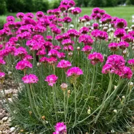 armeria-zawciag-splendens-1-szt-doniczka-p9
