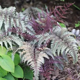 paproc-wietlica-athyrium-red-beauty-1-szt-doniczka-p9