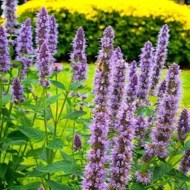 agastache-klosowiec-blue-fortune-1-szt-doniczka-p9