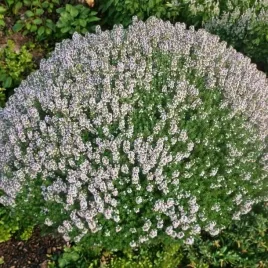 macierzanka-zwyczajna-thymus-compactus-1-szt-doniczka-p9