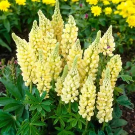 lupinus-lubin-trwaly-gallery-yellow-1-szt-doniczka-p9
