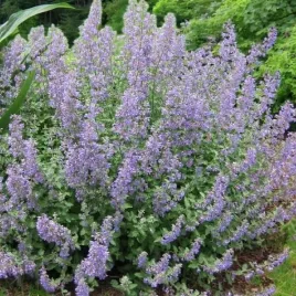 nepeta-kocimietka-grol-1-szt-doniczka-p9