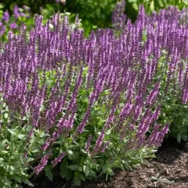 salvia-szalwia-omszona-rose-queen-1-szt-doniczka-p9