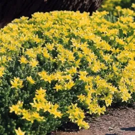 sedum-acre-rozchodnik-ostry-1-szt-doniczka-p9