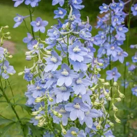 delphinium-ostrozka-cliveden-beauty-1-szt-doniczka-p9