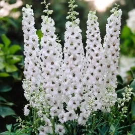 delphinium-ostrozka-galahad-1-szt-doniczka-p9