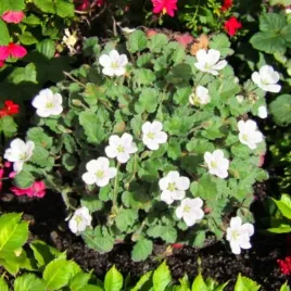 erodium-iglica-reicharda-album-1-szt-doniczka-p9