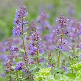 nepeta-kocimietka-faassena-1-szt-doniczka-p9