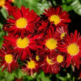 wrotycz-szkarlatny-robinson-s-red-1-szt-doniczka-p9