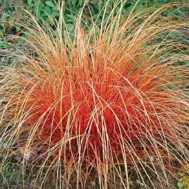 carex-turzyca-ceglasta-prairie-fire-1-szt-doniczka-p9
