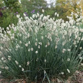 sesleria-caerulea-blekitna-zimozielona-1-szt-doniczka-p9