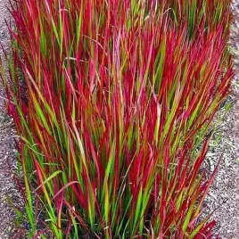 imperata-cylindryczna-red-baron-1-szt-doniczka-p9
