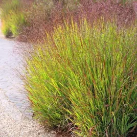 panicum-trawa-proso-shenandoah-1-szt-doniczka-p9