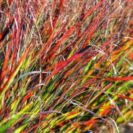 panicum-trawa-proso-rotstrahlbusch-1-szt-doniczka-p9
